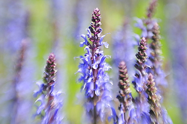 Woodland Sage (Salvia nemorosa), Germany, Europe