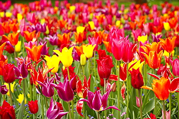 Tulip field (Tulipa)