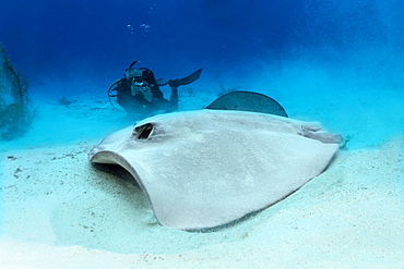 Diver taking a photo of a Roughtail Stingray (Dasyatis centroura) on a sandy seabed, Hopkins, Dangria, Belize, Central America, Caribbean