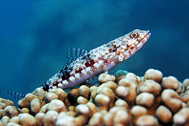 Variegated Lizardfish (Synodus variegatus), lurking on madrepore for prey, Selayar Island, West coast, South Sulawesi, Indonesia, Java Sea, Indian Ocean