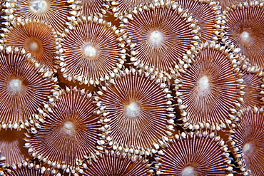 Zoanthid Polyps of a Hexacoral (Protopaythoa sp.), Selayar Island, West coast, South Sulawesi, Indonesia, Java Sea, Indian Ocean