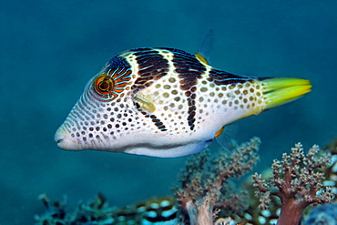 Valentinni's Sharpnose Puffer (Canthigaster valentini), coral reef, Selayar Island, West coast, South Sulawesi, Indonesia, Java Sea, Indian Ocean