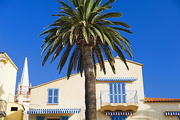 Balcony with palm, Calvi, Balagne, Corsica, France, Europe