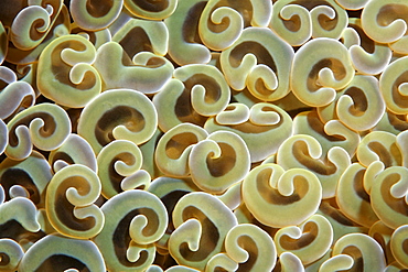 Graphic structure of polyps of the Anchor Coral (Euphyllia ancora), Selayar Island, West coast, South Sulawesi, Indonesia, Java Sea, Indian Ocean