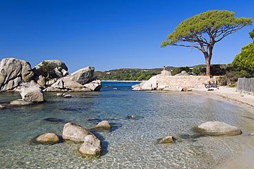 Pine tree on the beach, Bay of Palombaggia, East Coast, Corsica, France, Europe