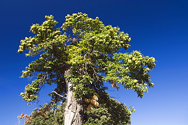 Old chestnut tree at Murato, Nebbio, Corsica, France, Europe