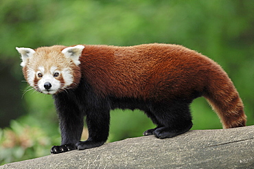 Lesser Panda, Red Panda (Ailurus fulgens)