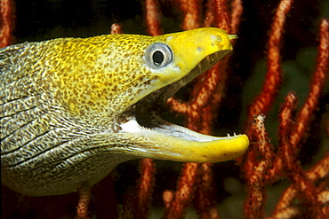 Fimbriated Moray (Gymnothorax fimbriatus) in an aggressive posture, Musandam, Oman, Arabian Peninsula, Indian Ocean, Asia