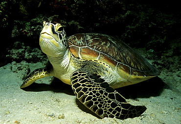 Green Turtle (Chelonia mydas) looking around inquisitively, Musandam, Oman, Arabian Peninsula, Middle East, Indian Ocean