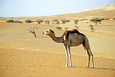 Dromedary Camel (Camelus dromedarius) in the desert in front of pines, Wahiba Sands, Oman, Arabian Peninsula, Middle East