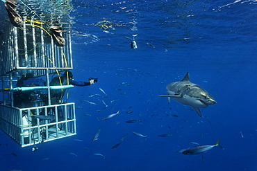 Scuba divers in a cage observing a Great White Shark (Carcharodon carcharias), Guadalupe Island, Mexico, Pacific, North America