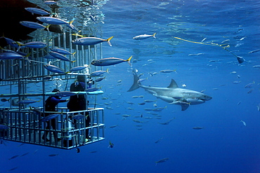 Scuba divers in a cage observing a Great White Shark (Carcharodon carcharias), Guadalupe Island, Mexico, Pacific, North America