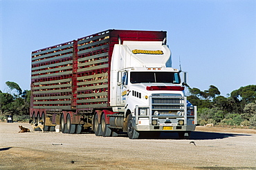 Truck loaded with sheep, South Australia, Australia