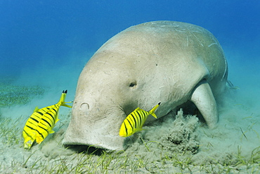 Dugong (Dugong dugon) and three Golden Trevally fish (Gnathanodon speciosus), Shaab Marsa Alam, Red Sea, Egypt, Africa