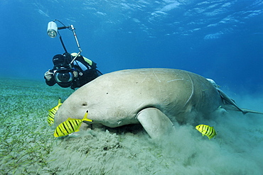 Dugong (Dugong dugon) and three Golden Trevally fish (Gnathanodon speciosus), Shaab Marsa Alam, Red Sea, Egypt, Africa