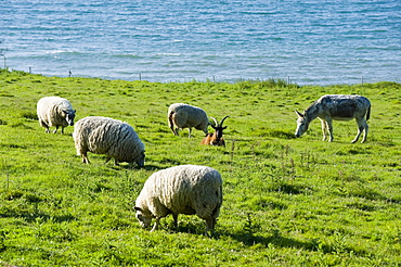 Sheep, goat and donkey in a field at the British Channel, Finistere, Brittany, France, Europe