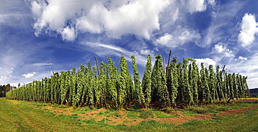 Field of hops with a white-blue sky near Altmannstein in Altmuehltal Nature Park, Bavaria, Germany, Europe