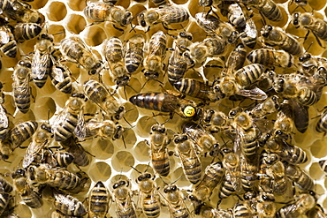 Bees (Apis melifera carnica) in a beehive, the queen is marked with a number