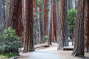 Redwoods, sequoias (Sequoioideae), Yosemite National Park, California, USA