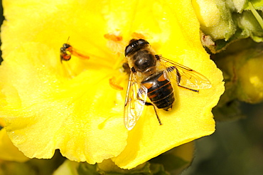 Honeybee (Apis) on blossom, South Tyrol, Italy, Europe