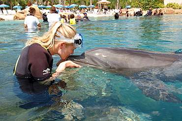 Woman kissing a dolphin, Discovery Cove, adventure park, Orlando, Florida, USA, North America