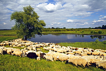 Flock of Domestic Sheep (Ovis ammon f. aries) grazing at a dyke, Mecklenburg Elbe Valley Nature Park, UNESCO Elbe River Landscape Biosphere Reserve, Mecklenburg-Western Pomerania, Germany, Europe