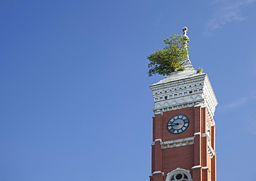 A Mulberry tree grows from the roof of a clock tower on the Decatur County Courthouse, Greensburg, Indiana, USA