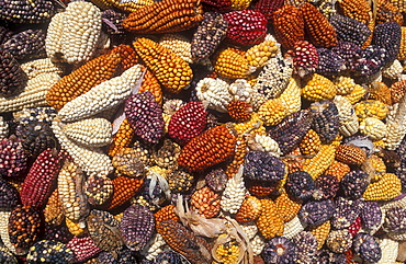 Colorful corn cobs, Colca Canon, Peru, South America