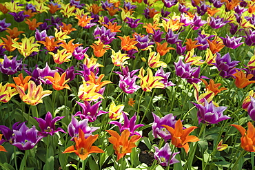 Colourful Tulips (Tulipa), tulip field, Holland, Netherlands, Europe