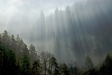 Mist in a forest