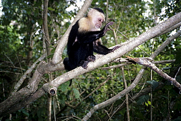 White-headed Capuchin (Cebus capucinus) in a national park, Parque Nacional Cahuita on the Caribbean coast, Caribbean, Costa Rica, Central America