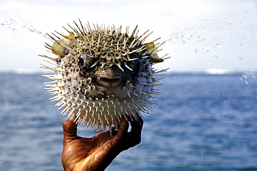 Hand holding a Blowfish (Tetraodontidae), national park, Parque Nacional Cahuita on the Caribbean coast, Caribbean, Costa Rica, Central America