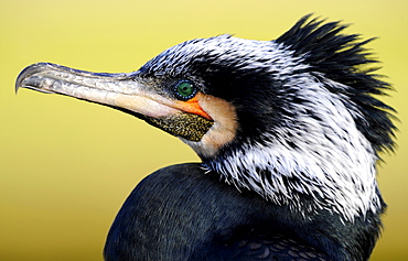 Cormorant (Phalacrocorax carbo)