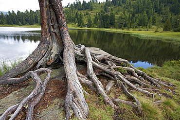 Tree roots in Gruensee, Green Lake, Turracher Hoehe, Carinthia, Austria, Europe