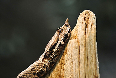 male nose-horned viper (vipera ammodytes ruffoi) Northern Italy (Alto Adige)