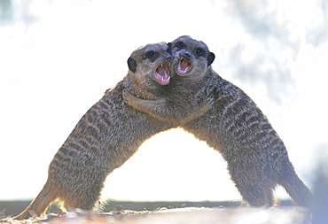 Meerkat (Suricata suricatta)