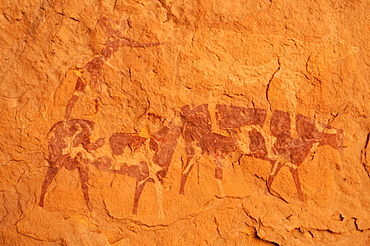 Painted cow, neolithic rock art of the Tadrart, Tassili n'Ajjer National Park, Unesco World Heritage Site, Algeria, Sahara, North Africa