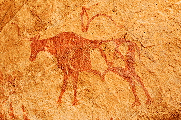 Painted cow, neolithic rock art of the Tadrart, Tassili n'Ajjer National Park, Unesco World Heritage Site, Algeria, Sahara, North Africa