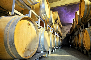 Stacked oak barrels for the production of barrique wines at a winery in Maipu, Mendoza Province, Argentina, South America