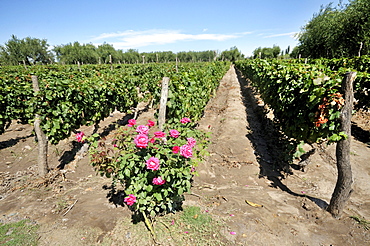 Winegrowing, Malbec grape variety, roses are used as indicators for an infestation of the vines by insects, Maipu, Mendoza Province, Argentina, South America