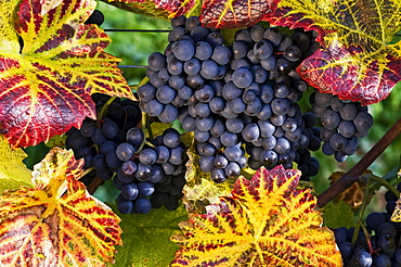 Grapevine with coloured foliage, Lake Constance, Baden-Wuerttemberg, Germany, Europe