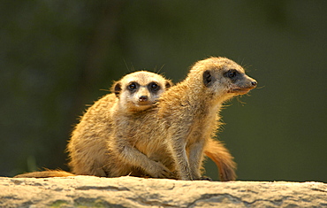 young meerkats (Suricata suricatta)