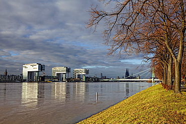 View over the polder meadows on the left bank of the Rhine River and the Kranhaus buildings at the Rheinauhafen harbour during high water, Rhine River, Cologne, North Rhine-Westphalia, Germany, Europe