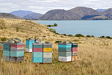 Beehhives at Lake Waitaki, Highway 83, South Island, New Zealand