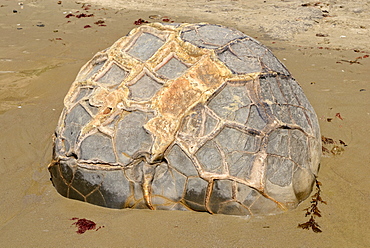 Boulder with a structured surface on a sandy beach, Moeraki Boulders, a geological rock formation, Moeraki, East Coast, South Island, New Zealand