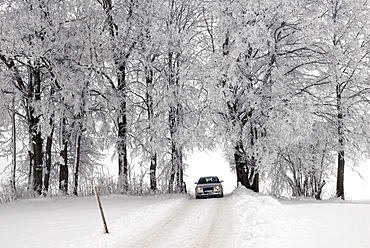 Trees covered with hoarfrost and a car, foggy winter landscape, Fischbachau, Upper Bavaria, Bavaria, Germany, Europe