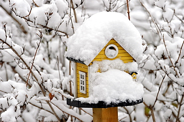 Snow-covered bird house in winter