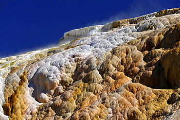 Palette Spring Terrace, Lower Terraces, limestone sinter terraces, geysers, hot springs, colorful thermophilic bacteria, microorganisms, dead trees, Mammoth Hot Springs Terraces, Yellowstone National Park, Wyoming, United States of America, USA