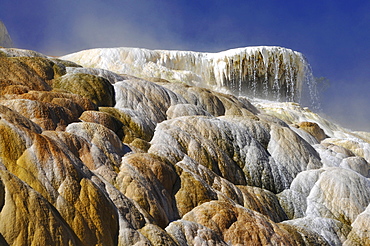 Palette Spring Terrace, Lower Terraces, limestone sinter terraces, geysers, hot springs, colorful thermophilic bacteria, microorganisms, dead trees, Mammoth Hot Springs Terraces, Yellowstone National Park, Wyoming, United States of America, USA