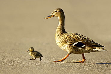 Mallard duck (Anas plathyrrynchos) with duckling